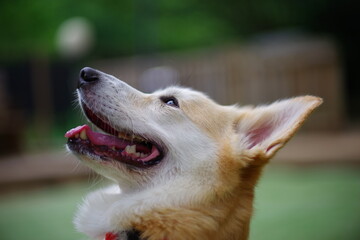 This Welsh Corgi Pembroke is my dog.