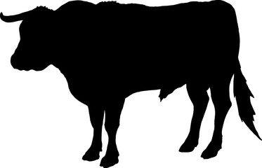 Isolated Bull Silhouette, Fighting Bull Silhouette in Vector