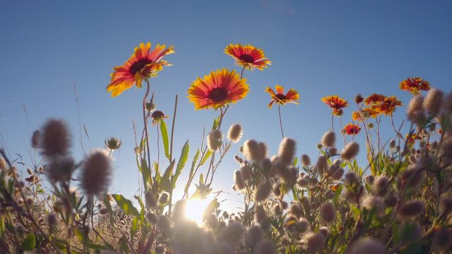 Wildflowers on a Windy Morning 4K UHD. Low angle shot of Sundance flowers in a meadow.  This flower is also known as Fire Wheel flower, and Indian Blanket flower. 4K, UHD,
