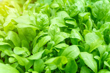 Green spinach on a field. Young leaves leaf leaf green, agriculture. Selective focus