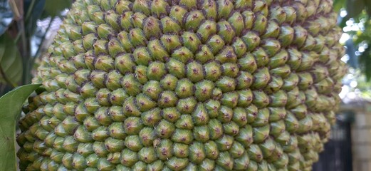 close up of green tree jackfruit