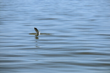 Bird water and fisherman in south east louisiana marsh