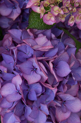 葉と紫の紫陽花
