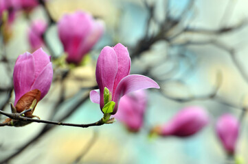  lovely magnolia blossom in springtime