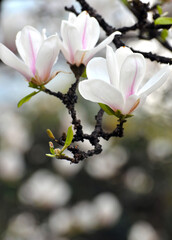 Fototapeta na wymiar lovely magnolia blossom in springtime