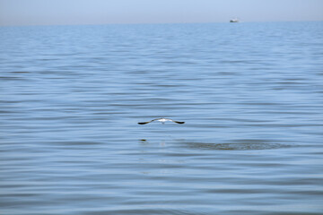 Bird water and fisherman in south east louisiana marsh