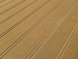 View from above of a ripe golden colored wheat field in summer