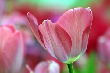 Fototapeta na wymiar blossoming tulips in spring