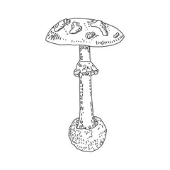 Edible mushrooms. Line art. Vector isolated illustrations. Hand drawn sketch