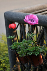 Blossom pink poppy flowers