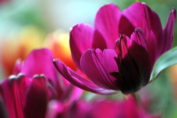 Obraz na płótnie Canvas blossoming tulips in spring
