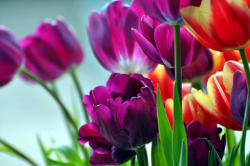 blossoming tulips in spring