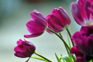 Obraz premium blossoming tulips in spring