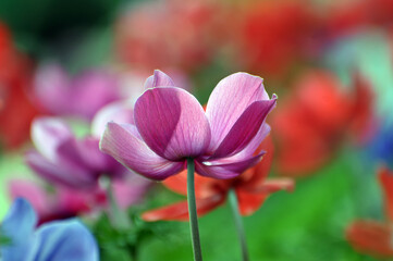 Blossom pink poppy flowers