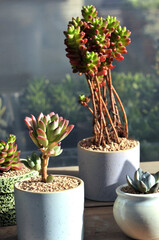 The close-up of succulent plants