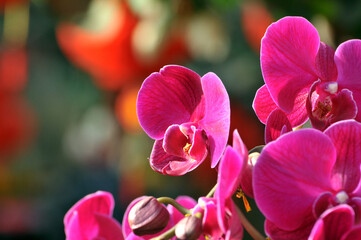 Closeup of Orchid flowers