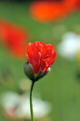 blossoming poppy flowers