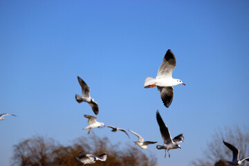 seagulls flying in the sky