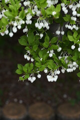 ドウダンツツジ