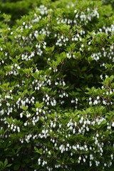 ドウダンツツジ