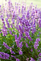lavender flowers in the garden