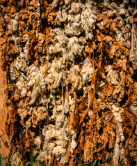 Wolle Dämmung Naturfaser