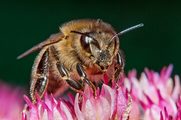 bee on pink flower