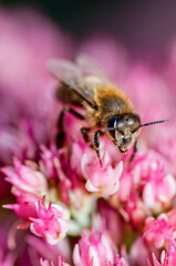 bee on pink flower