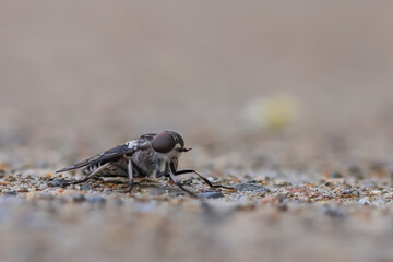 Extreme close up shot of a fly on the ground.
