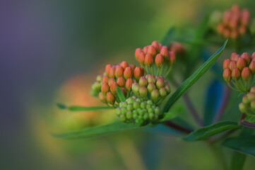 Colorful butterfly milkweed plant with flower buds.