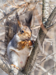 The squirrel with nut sits on tree in the winter or late autumn