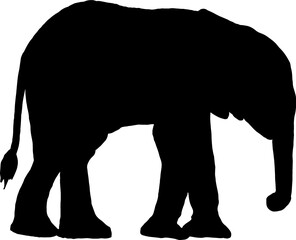 Fototapeta premium Isolated Elephant Silhouette in Vector