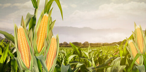 Sweet corn seeds and green leaves at Agriculture corn field. 3D illustration, of free space for...