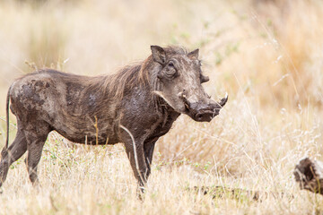 Warthogs walking through the long grass in the Kruger National, South Africa