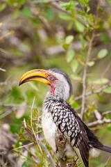 Southern Yellow-billed Hornbill overlooks a picnic area in the Kruger Park