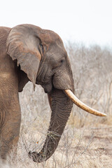 African elephant bull with big tusks eating alongside the road in the Kruger Park, South Africa	