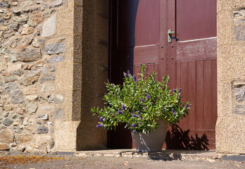 Potted plant in a church doorway