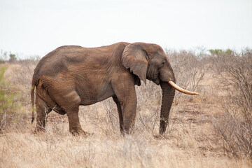 Fototapeta na wymiar African elephant bull with big tusks eating alongside the road in the Kruger Park, South Africa 