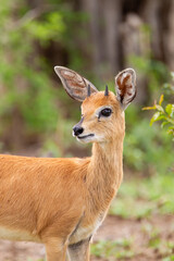 Steenbok looking across the road in the Kruger Park South Africa