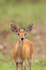 Steenbok looking across the road in the Kruger Park South Africa