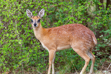 Sharpe's Grysbok hiding in the thick green undergrowth