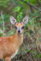 Sharpe's Grysbok hiding in the thick green undergrowth