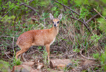 Sharpe's Grysbok hiding in the thick green undergrowth
