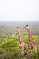 Pair of Common Giraffe against a light African sky, in South Africa