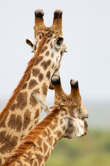 Pair of Common Giraffe against a light African sky, in South Africa