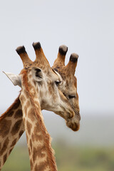Pair of Common Giraffe against a light African sky, in South Africa