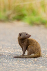 Dwarf Mongoose standing on a tarred road in the Kruger Park, South Africa	