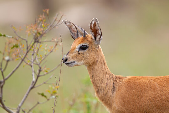 Steenbok looking across the road in the Kruger Park South Africa