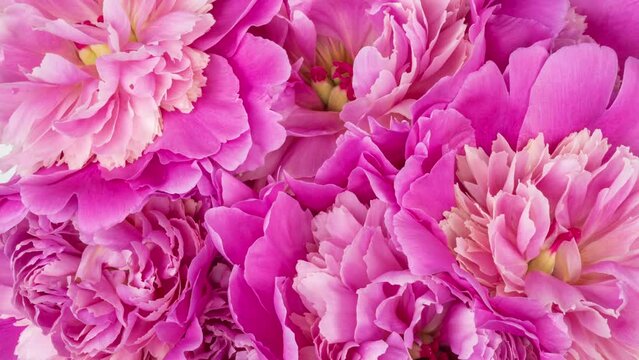 Beautiful pink roses bouquet background. Blooming peony flowers open, time lapse, close-up. Wedding backdrop, Valentine's Day concept. Blossom, flower closeup. 4K UHD video timelapse, time lapse