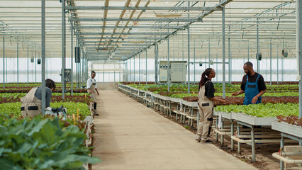Farm worker pushing rack with different types of lettuce while diverse group of greenhouse pickers...